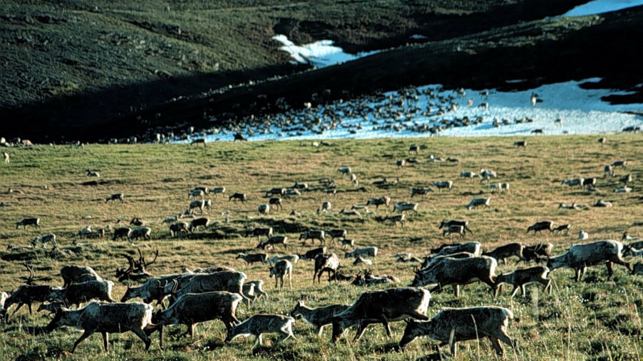 Caribou graze in the Arctic National Wildlife Refuge in Alaska in this undated file photo.