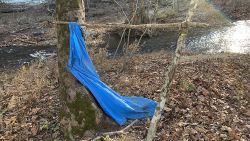 Here's a picture of the creekbed where Jordan Gorman was found, approximately 3/4 mile, as the crow flies, from his home.
Jordan said he found that blue tarp and built himself the shelter where rescuers found him this afternoon.