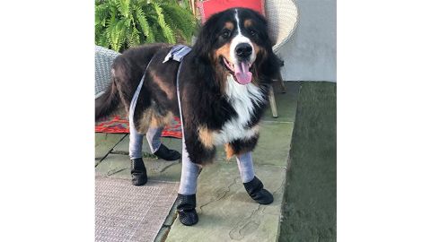 Walkee Paws