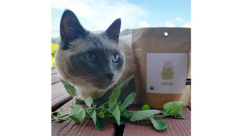 Organic Catnip Garden-in-a-Bag