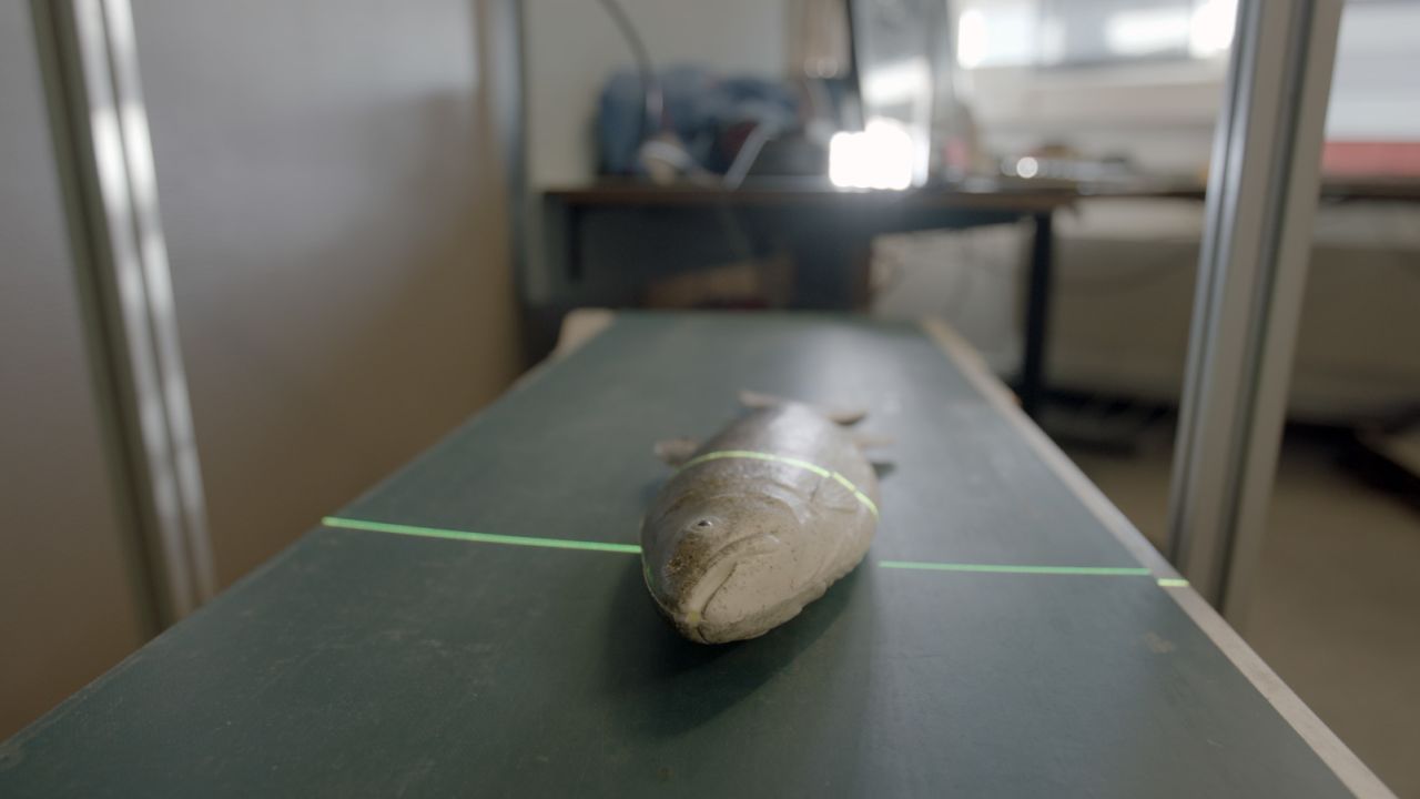 CatchScanner, being demonstrated on a model fish in the lab.