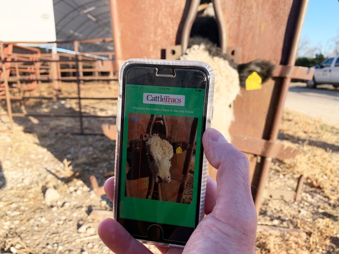 CattleTracs, an upcoming app for monitoring cattle, uses facial recognition technology to tell the animals apart.