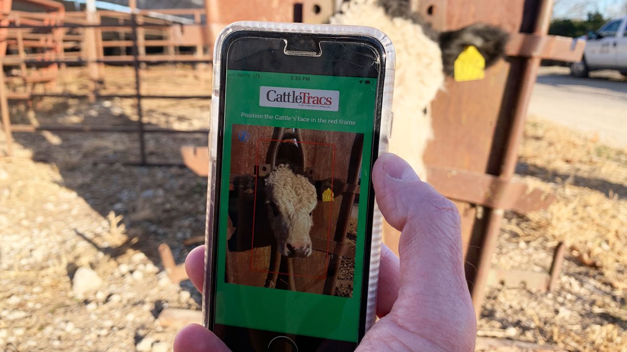 CattleTracs, an upcoming app for monitoring cattle, uses facial recognition technology to tell the animals apart.
