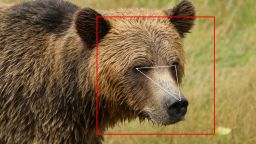 RESTRICTED 01 Bear ID Project facial recognition