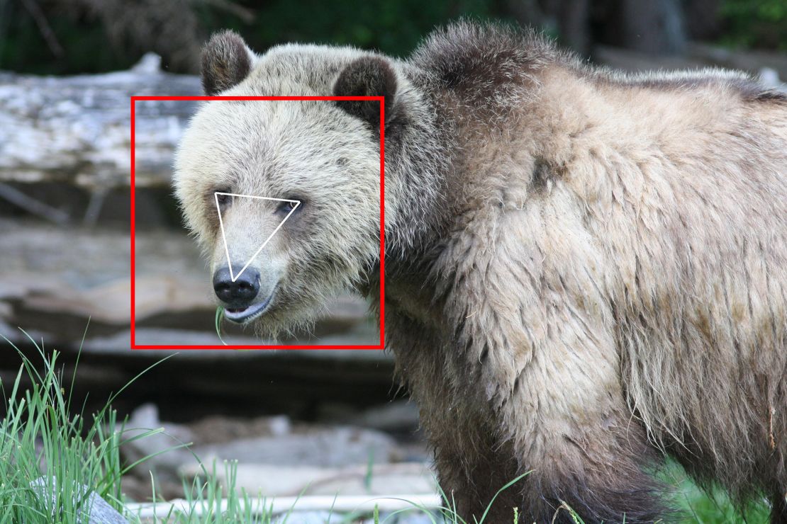 So far, BearID has collected 4,674 images of grizzly bears.