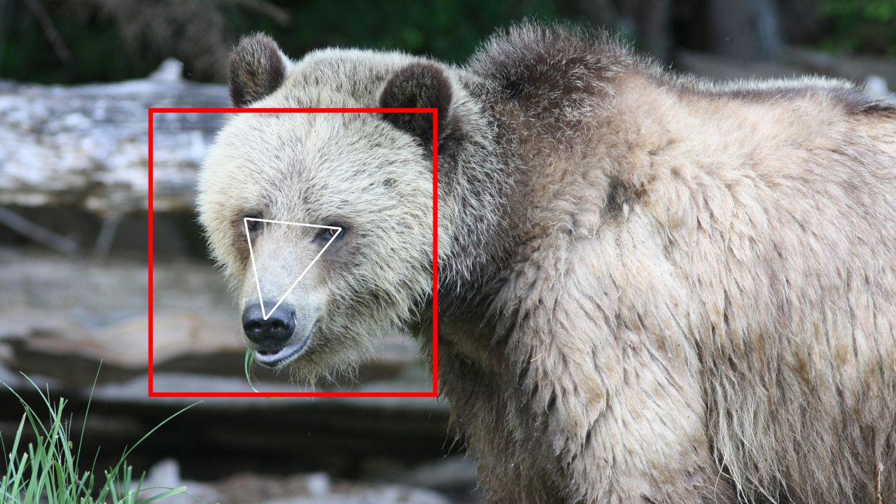 So far, BearID has collected 4,674 images of grizzly bears.