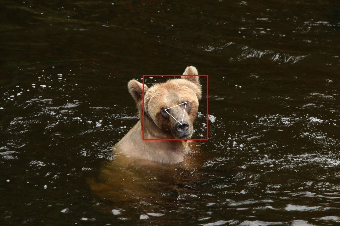 BearID software spots the face of a bear in an image.