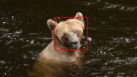 BearID software spots the face of a bear in an image.