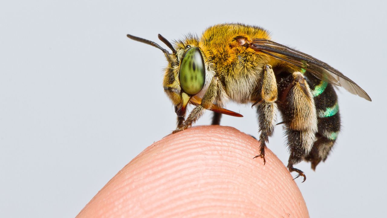 Researchers have taken an important first step toward bee conservation by creating the first modern map of bee species represented globally.