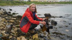 kelp farm ireland c2e 2