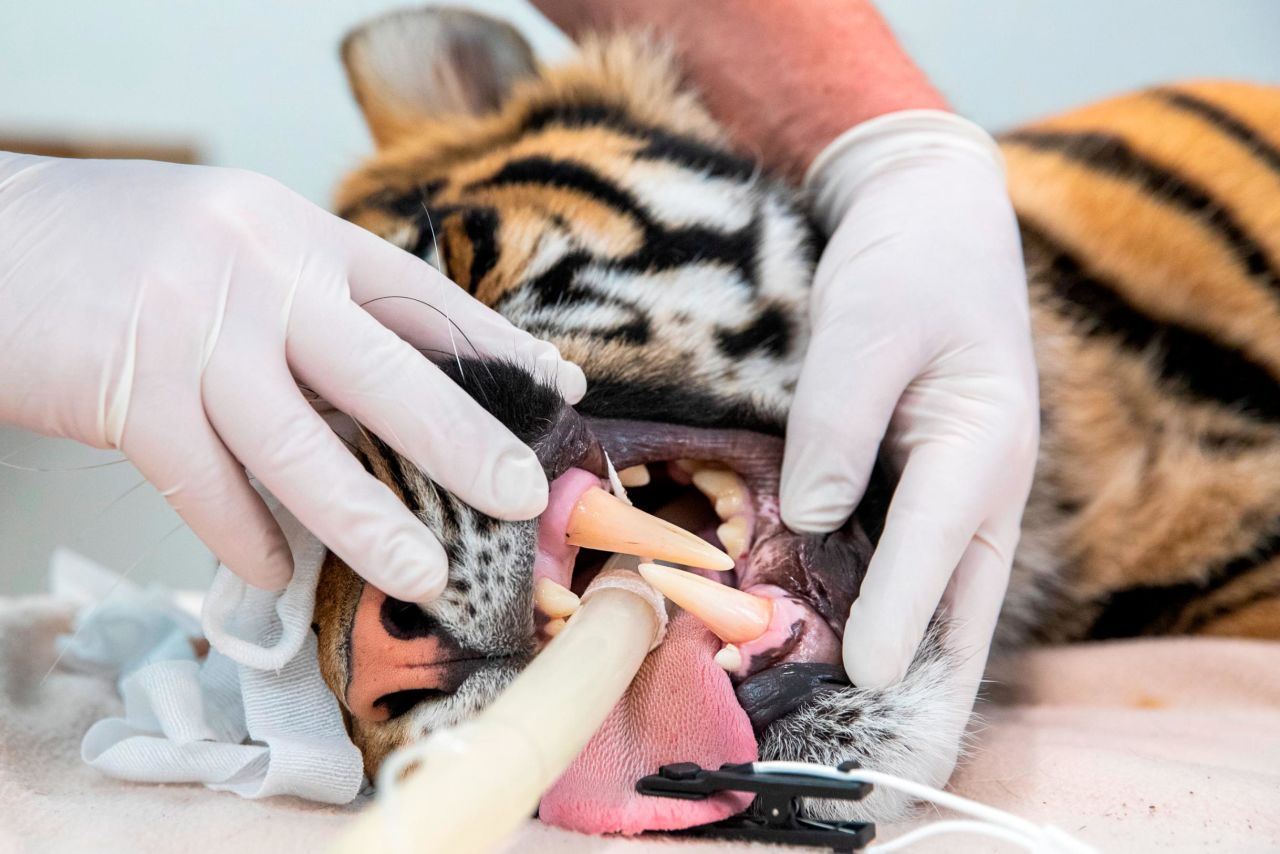 Pemanah, a 20-month-old Sumatran Tiger, undergoes a health check at Taronga Zoo on Wednesday, November 18, in Sydney, Australia.