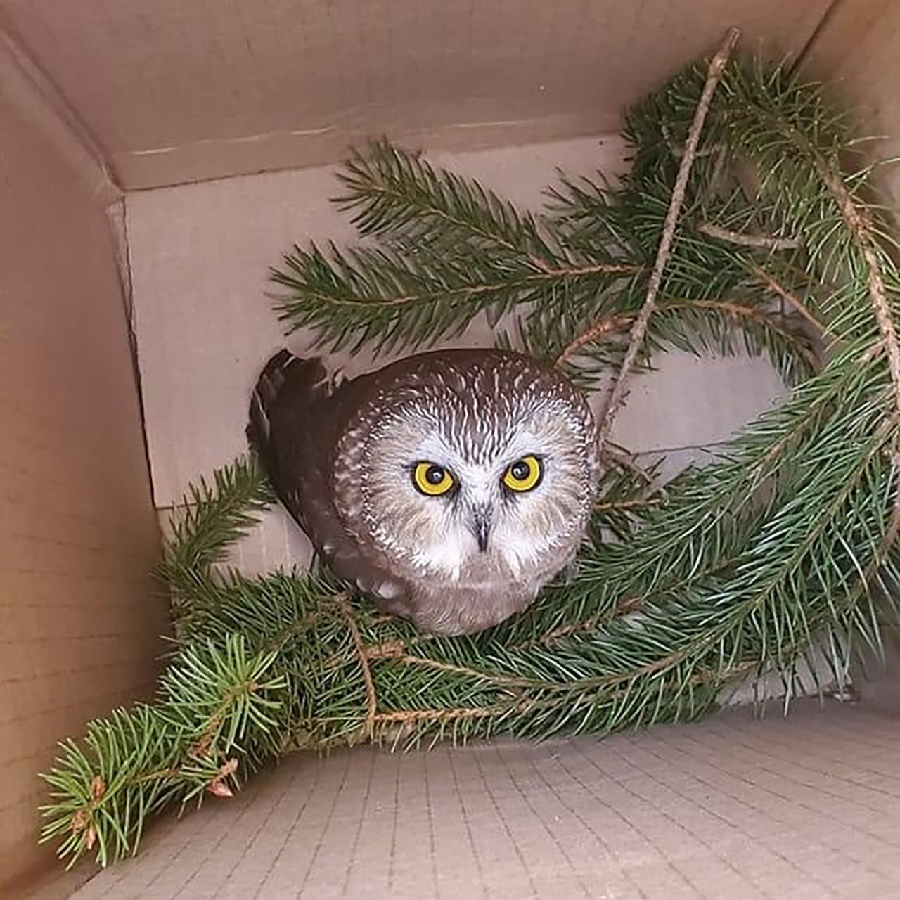 A petite Saw-whet Owl peers up from a box after being <a href="https://www.cnn.com/2020/11/19/us/rockefeller-christmas-tree-owl-trnd/index.html" target="_blank">removed from the Rockefeller Christmas tree</a> in New York on Wednesday, November 18. The owl nicknamed "Rockefeller," had traveled in the tree after it was cut down in Oneonta, New York. 
