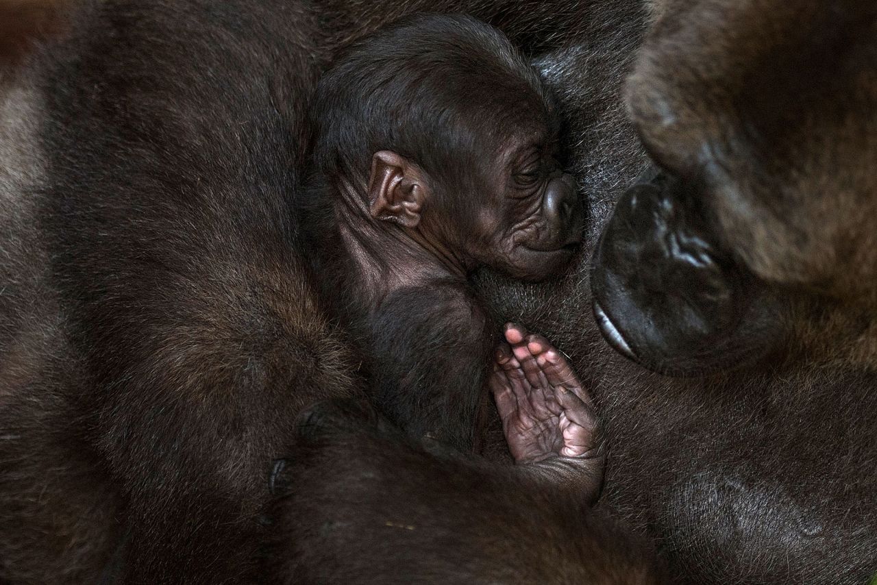 Buu holds its newborn baby gorilla at their enclosure at Bioparc in Fuengirola, Spain, on Friday, November 13.