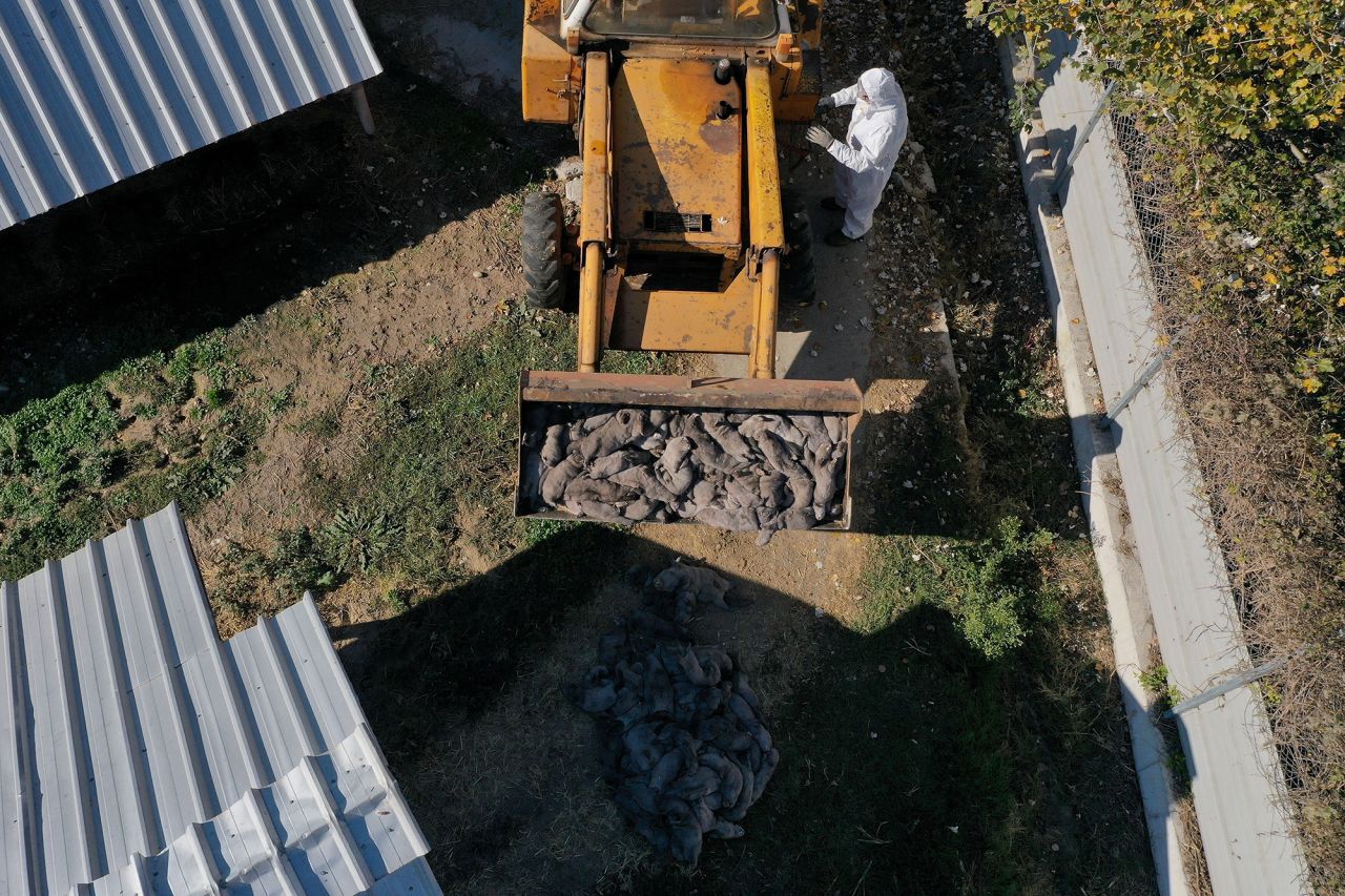 An excavator carries out culled mink from a farm in Kaloneri, Greece, on Saturday, November 14. Numerous animals tested positive for Covid-19 at the farm, resulting in the culling of the whole herd.