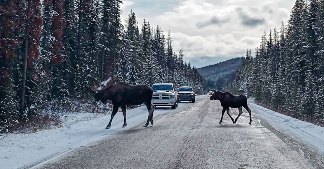 Moose walking across the road at Jasper National Park.