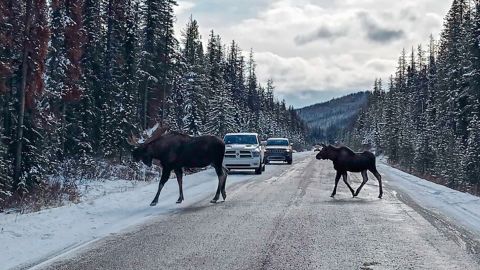 Moose walking across the road at Jasper National Park.