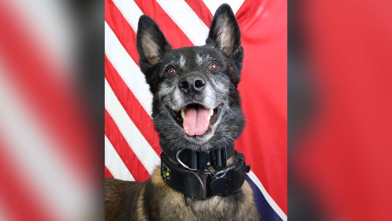 A Police Department Is Mourning A K-9 Killed In The Line Of Duty | CNN