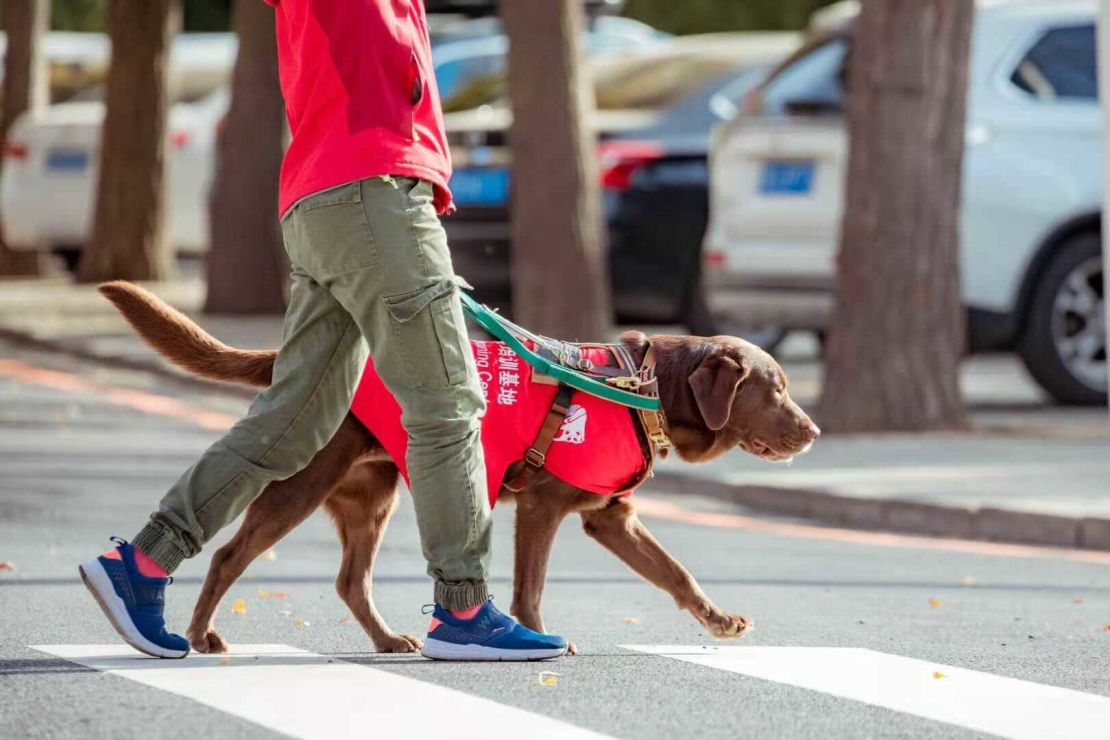 An instructor at China Dalian Guide Dog Training Center trains a Labrador to cross the road.