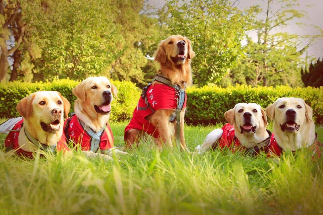 More than 20 guide dogs graduate from the China Dalian Guide Dog Training Center each year.