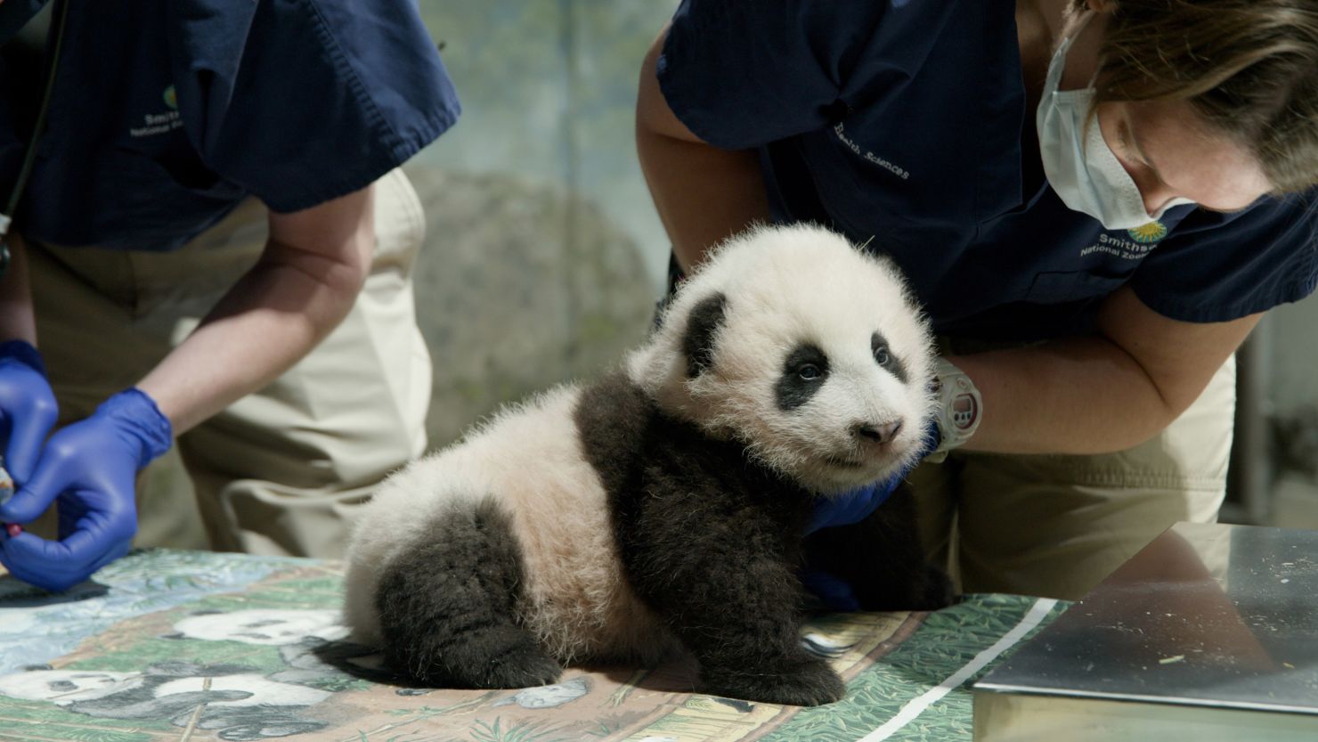 The National Zoo’s baby panda has a name, and it means ‘little miracle