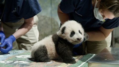 Meet Xiao Qi Ji -- the Smithsonian National Zoo's "little miracle." 