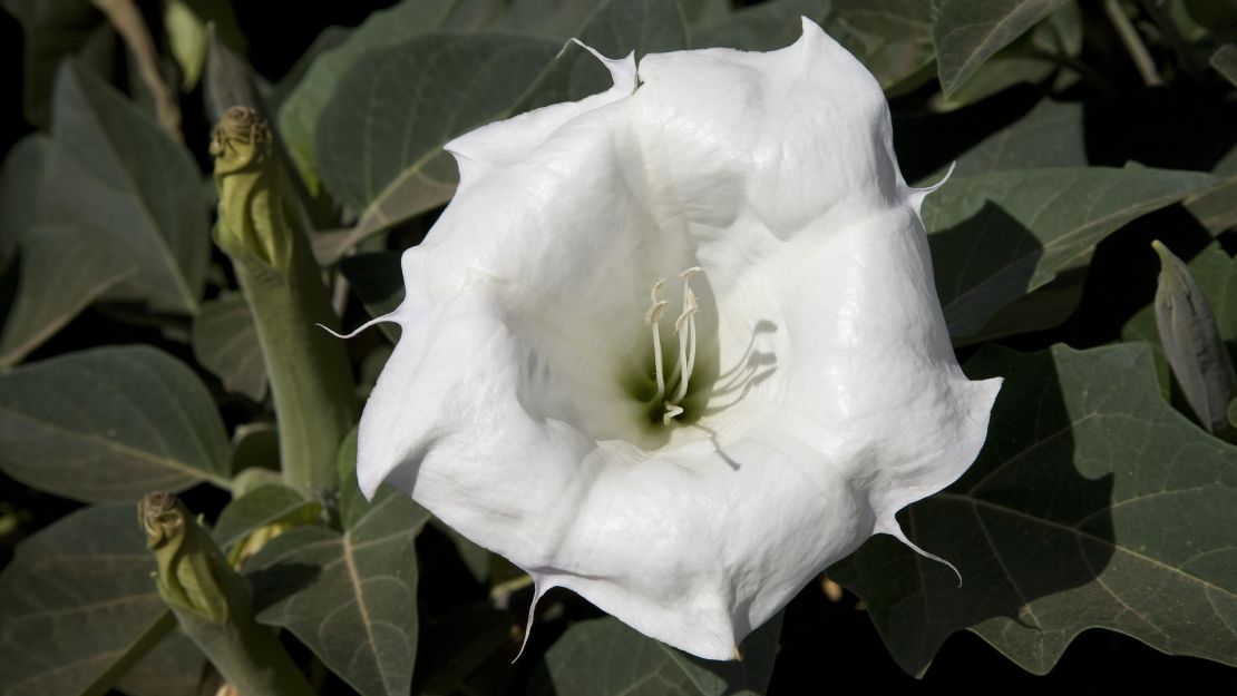 When the sacred datura (Datura wrightii) blooms, it has a distinctive pinwheel shape. This one is from the Valley of Fire in Nevada.