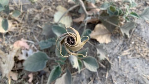 The sacred datura plant, which has psychoactive properties, forms a pinwheel before it comes into flower. Researchers believe it inspired rock art in Southern California.