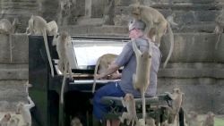 Thailand Monkeys Paul Barton Piano 3