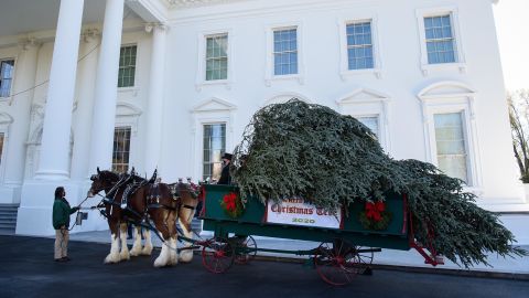The White House Christmas Tree is seen in front of the White House in Washington, DC, on November 23, 2020.