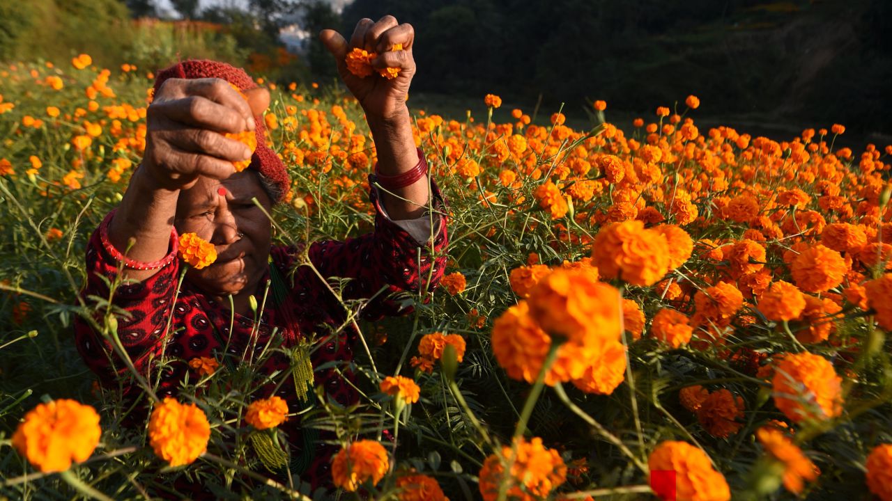<strong>Kathmandu:</strong> Marigold flowers are harvested ahead of the Tihar festival in Ichangu Narayan village in November.  
