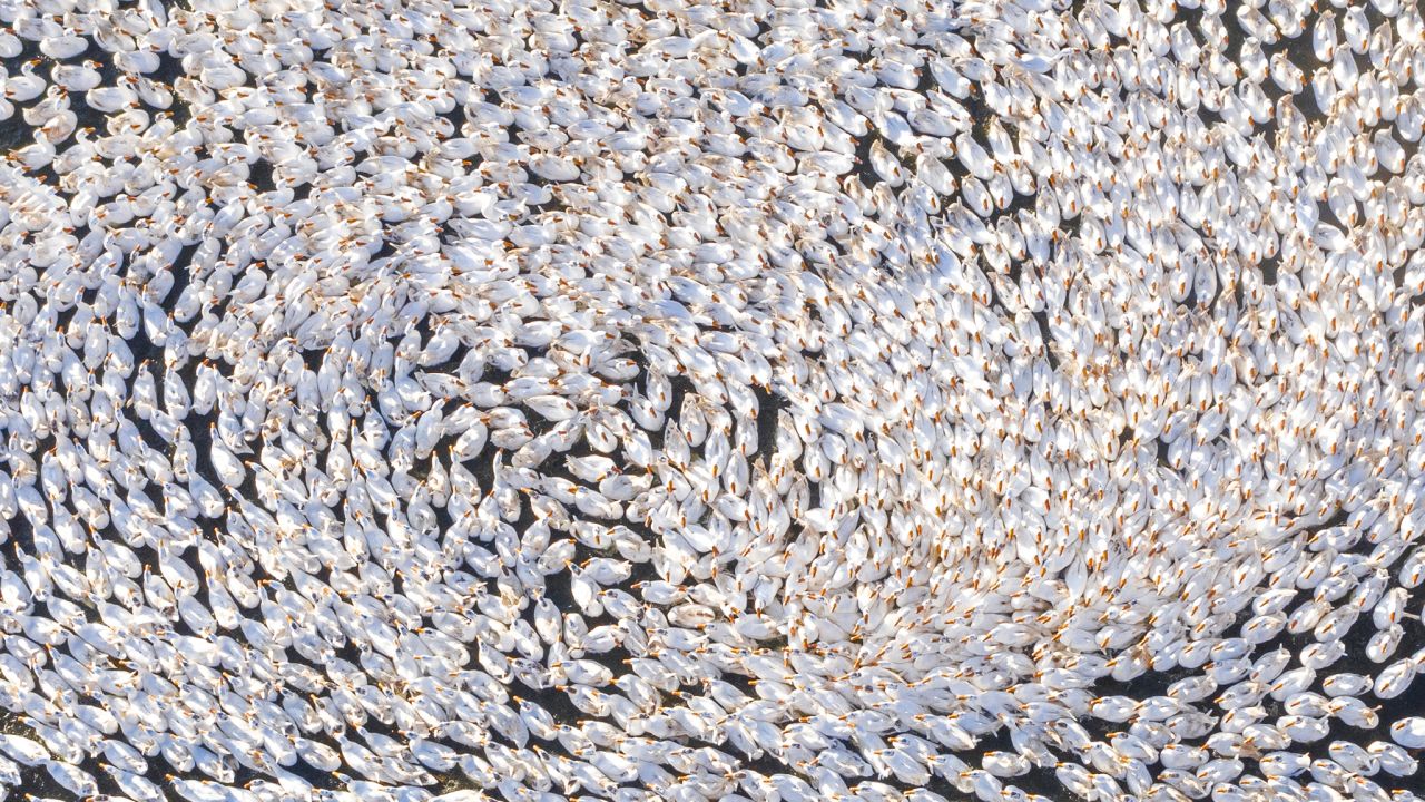 <strong>Sihong County, China: </strong>This aerial shot shows feeding time at a goose farm in Jiangsu Province. 