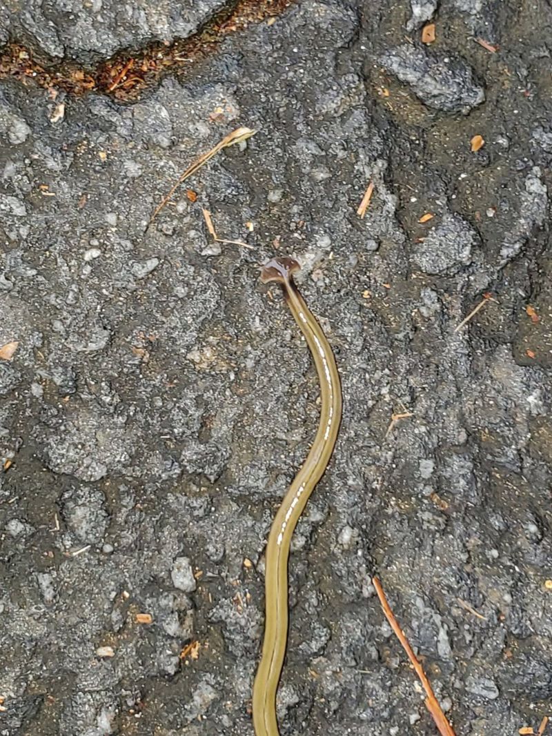 A snakelike hammerhead worm is popping up in CNN