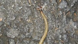 hammerhead worm georgia 