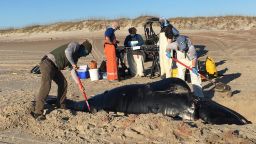 right whale calf death
