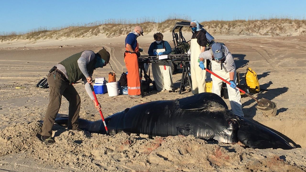 A whale stranding response team tending to a North Atlantic right whale calf that was discovered dead on the shore of a barrier island off North Carolina on Friday.