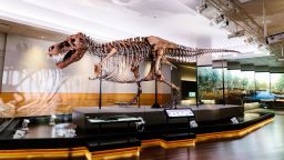 SUE, the world's most complete, best-preserved T. rex, was analyzed as part of this study.