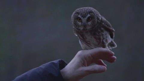 Rockefeller, the owl that stowed away and traveled on the Rockefeller Christmas tree last week, was released into the wild Tuesday 
