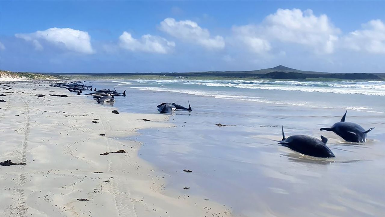 97 pilot whales and three dolphins died in the stranding, New Zealand's Department of Conservation said. 
