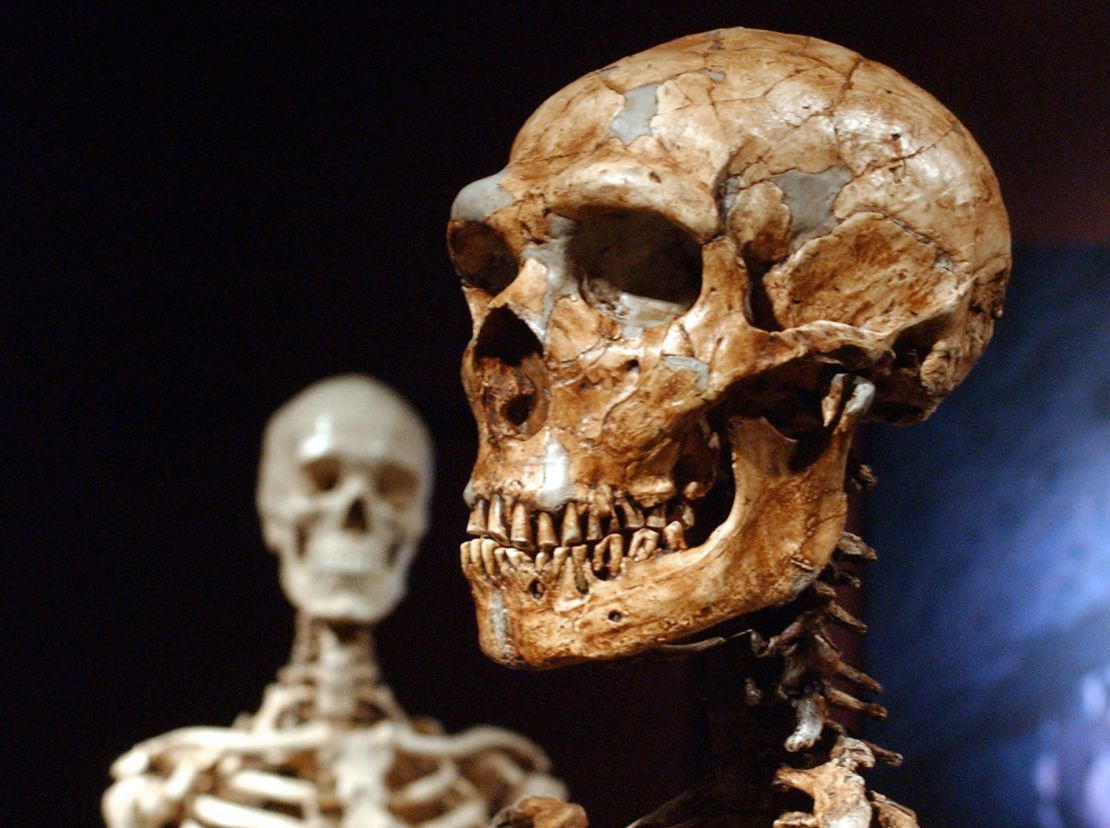 A Neanderthal skeleton (right) and a modern human version (left) at the American Museum of Natural History in New York.