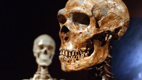 This file photo shows a reconstructed Neanderthal skeleton (right) and a modern human version of a skeleton (left) on display at the American Museum of Natural History in New York.