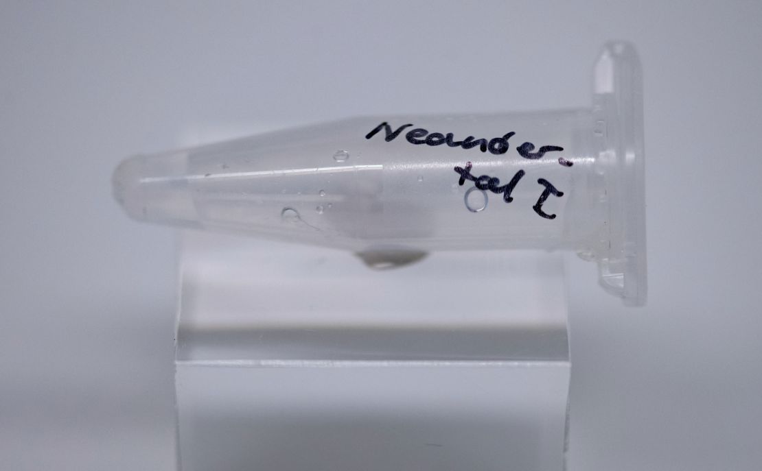 A tube containing the DNA of the Neanderthal man is on display in the State Museum of Archaeology in Chemnitz, Germany. 