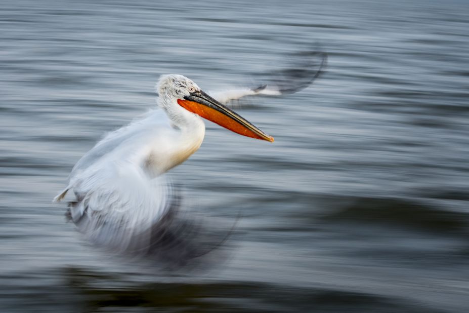 The overall winner was this shot of a dalmatian pelican (Pelecanus crispus) taken on a lake in Greece.