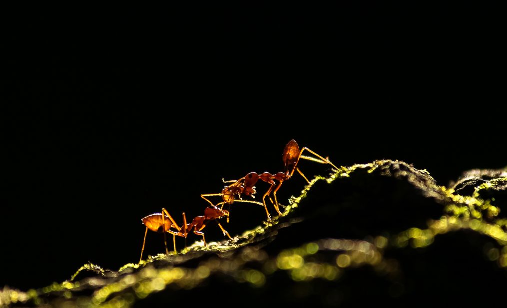 Weaver ants are known for their role in maintaining ecosystems.