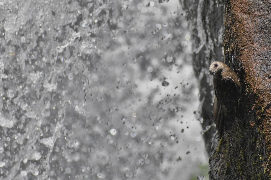 Student category winner, Pablo Javier Merlo, photographed these waterfall swifts at Iguazu falls in Argentina.