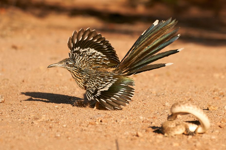 A roadrunner attempts to kill and eat a rattlesnake.