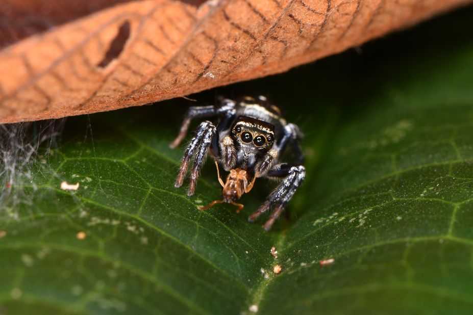 A jumping spider (family Salticidae) pictured in the Costa Rican rainforest.