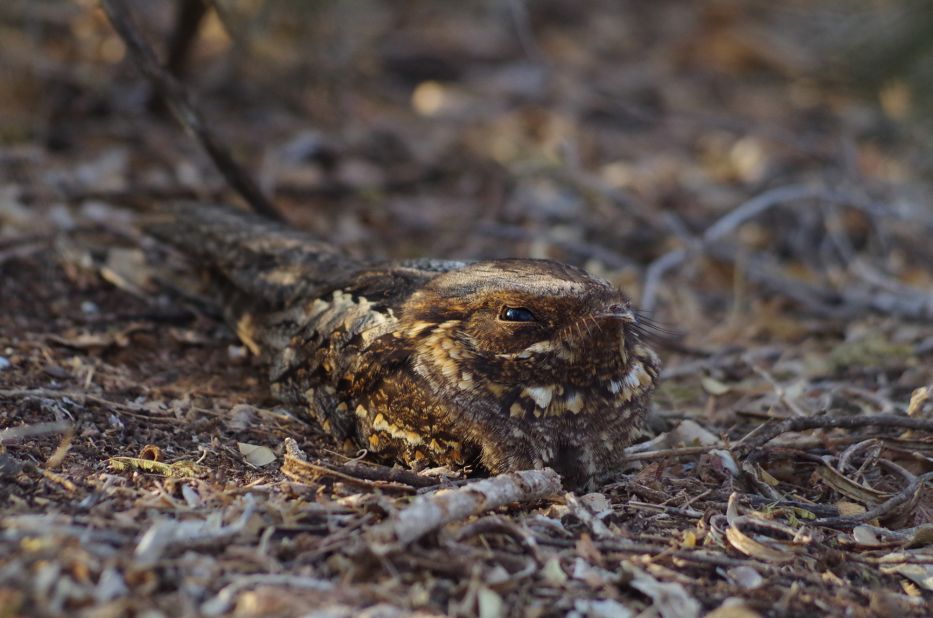 A nightjar, a species of nocturnal bird, pictured in Berenty Reserve, Madagascar. 