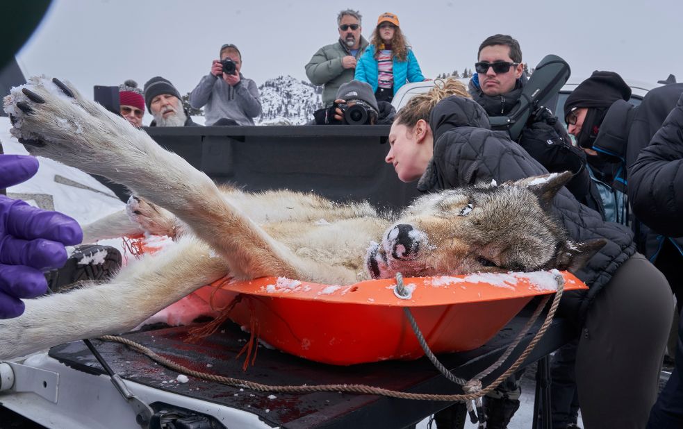 A grad student studies a wolf killed in a fight for dominance at Yellowstone National Park, US.