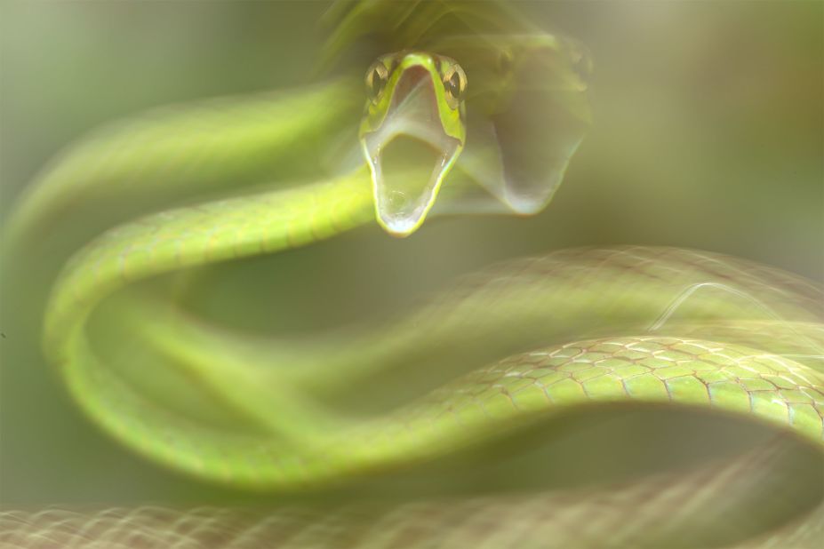 A harmless Cope's Vine Snake (Oxybelis brevirostris) pictured behaving aggressively. 
