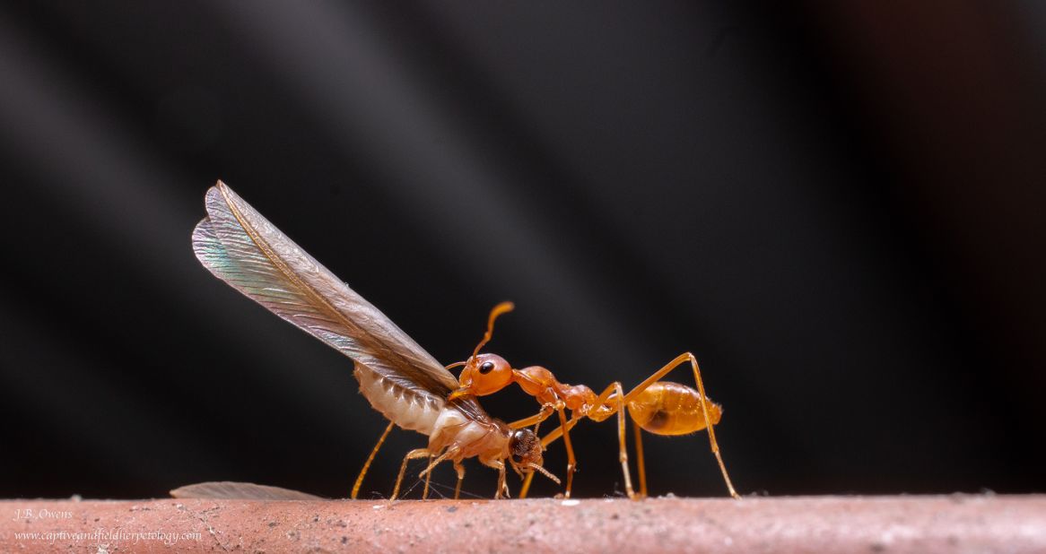 A termite and ant pictured in India.